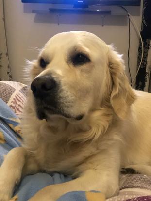Photo de mon chien, Max 