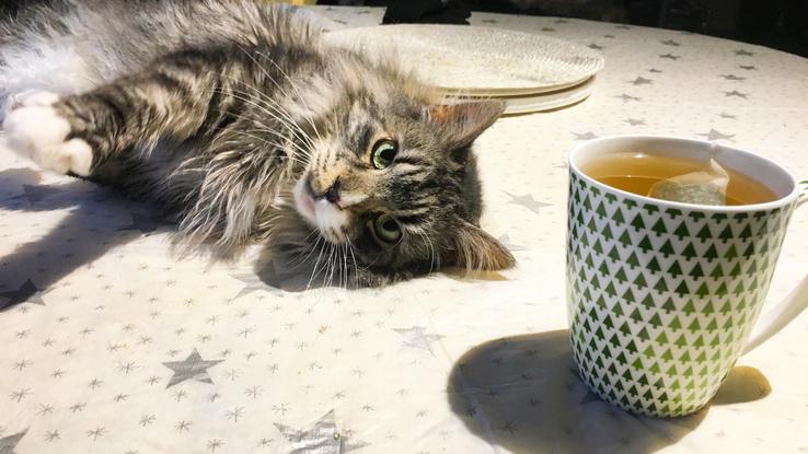 Tea Time 🐱 