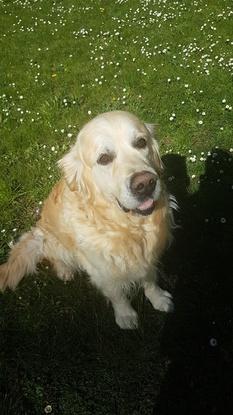 Joey 5jours de garde un amour de chien