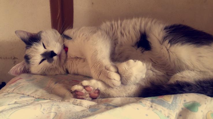 Pitchoun le petit chat de maison 