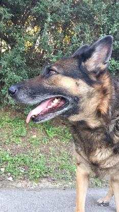 Gipsy, 1er chien avec lequel j´ai fais du dog sitting 