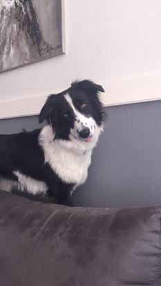 Voici naya !