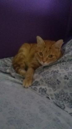 Mon chat (au domicile familial, non présent sur les résidences)
