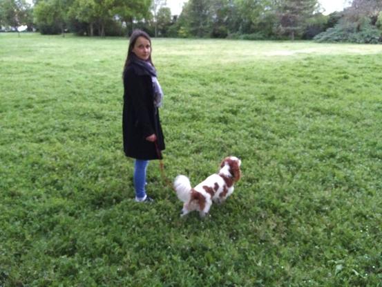 Garde de Nioki le Cavalier King Charles pendant 3 jours