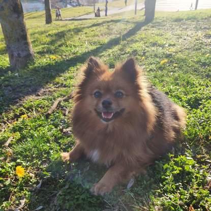 Bella 
