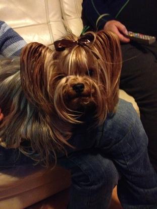 Un autre loulou en séance de coiffure