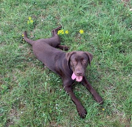 Otis, jeune labrador fougueux