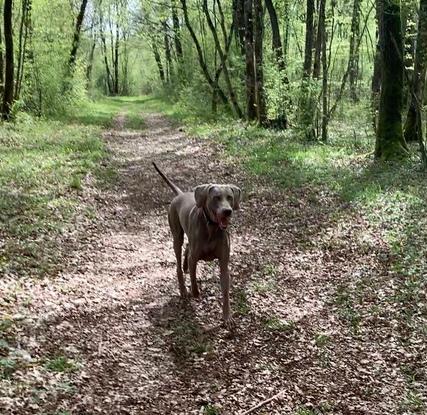 Archi dans les bois