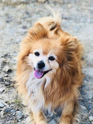 Le magnifique chien de mon papi 