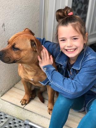 Ouimba mon staffie, très proche des enfants 