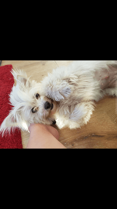 Snow, petite protégée que j'ai accueilli a Melbourne 