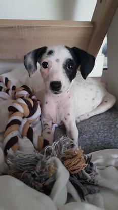 Mamu, petit chiot que j'ai accueilli chez moi en Colombie 