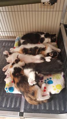 Mignone famille de chat dont j'ai pris soins dans un refuge ou j'étais volontaire en Colombie 