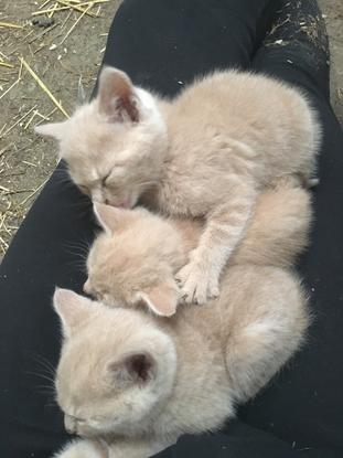 Trois petits chats... 🎼