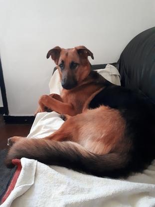 Osky en vacances à la maison
