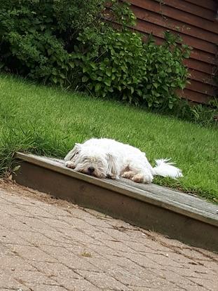 Pepsi dans le jardin