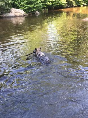 Rivière pas loin de la maison où on va souvent se rafraîchir 