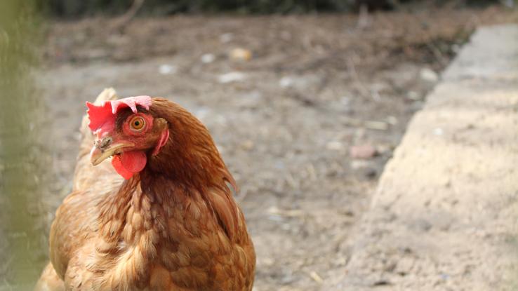 C’est bien de savoir qu’en plus des chats et ses chiens, j’aime les poules ! 