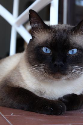 Simba, pas le plus original des noms mais un chat adorable. le plus docile de tous les siamois ! 