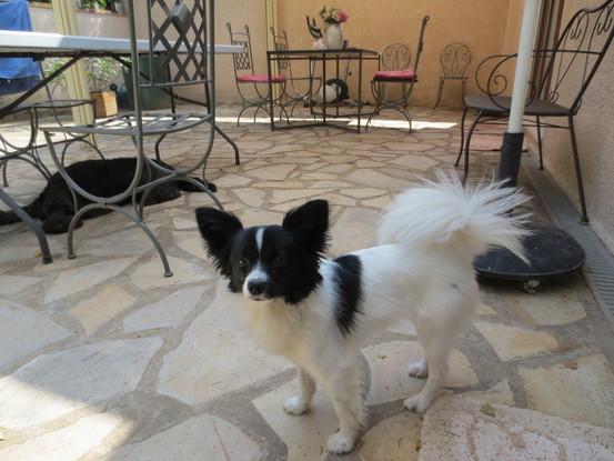 Hollywood est une chienne adorable, c'est toujours un  plaisir de la garder