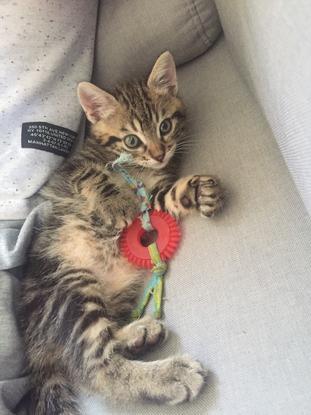 Oslo mon chaton 