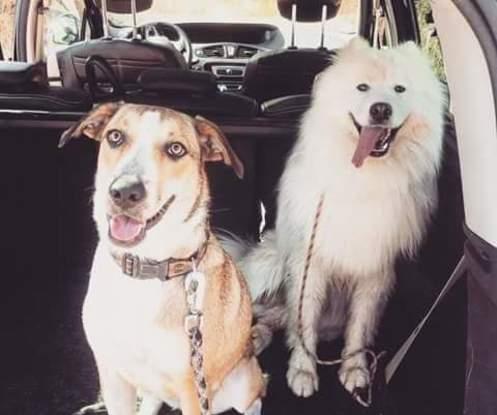 Moon et Floki en avant pour la balade ! 