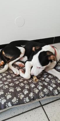 Un petit coin spécialement aménagé pour ces adorables boules de poils 
