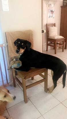 Ma petite chienne , Chelsea