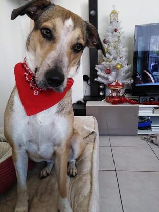 C'était Noël pour Moon aussi !