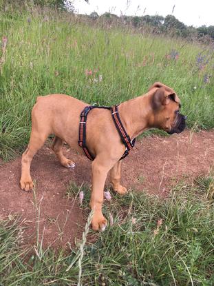Mon chien en promenade