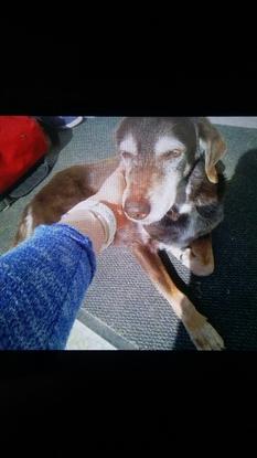 Je vous présente Mathy ma chienne. Elle a 14 ans, son poil blanc montre qu'elle en vécu quelques années ! 