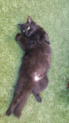 Marius mon chat