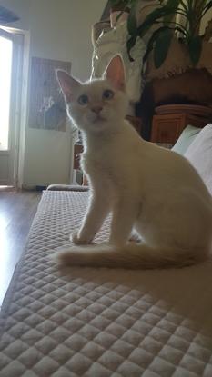 Achille mon chat