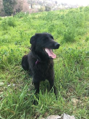 Petite Maïa, accueilli à la maison en attendant qu’elle trouve sa famille adoptive !