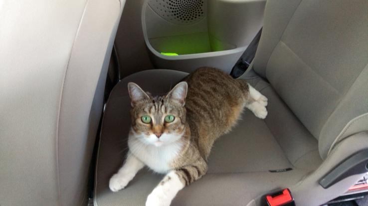 Mon chat Hawaï qui adore la voiture 