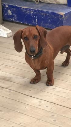 mon petit chien Mascotte aux écuries 