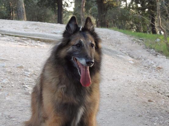 Le chien avec lequel j'ai grandi !
