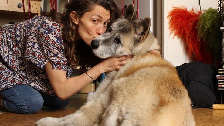 Charlie, sublime Akita américain, femelle, gardée et sortie depuis 7 ans. Une chienne extraordinaire!