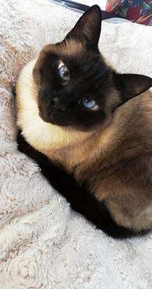 Mon chat