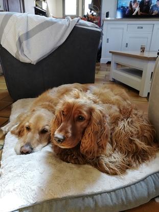 Mes chiens