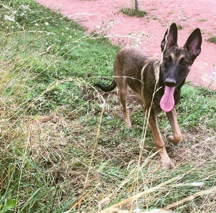 Narco le Malinois