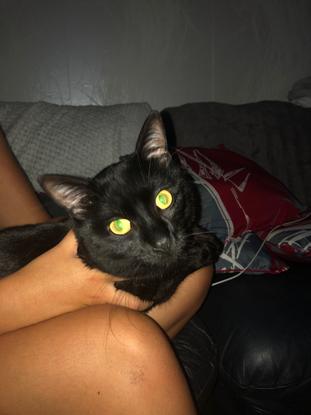 Mon chat d’amour 