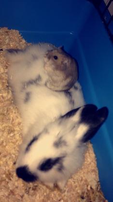Petit lapin que j’ai garder avec son meilleur ami 