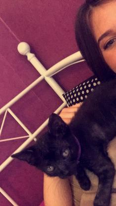 Mon chaton 