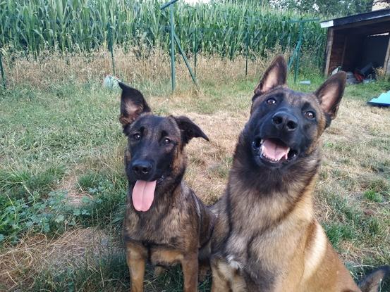 Nala et Taz