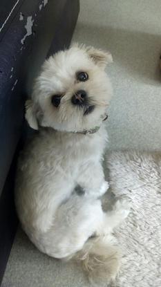 Fripouille 2 ans Yorkshire X Bichon