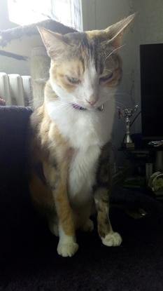 Vanille 11 ans Chat Gouttière X Japonaise 