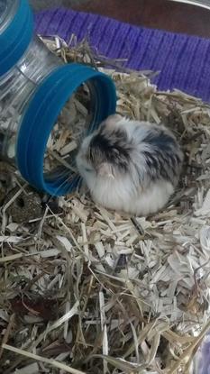 Biscuit 2 ans Hamster Robowoski du désert