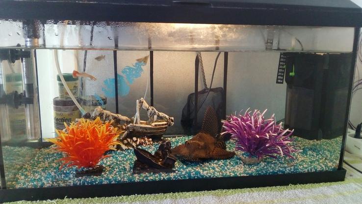 La famille poissons 