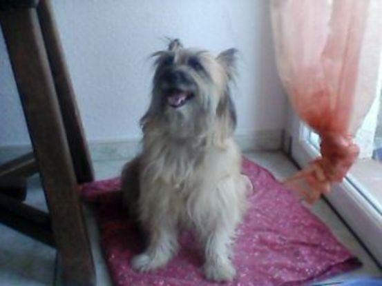 Balzanne, une petite chienne sauvage mais adorable